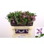 product/img.floraplaza.nl/117009-70-LIVE_fotos-0x10F18EA6CC42DCF3B510F5BB13B7E630B48705B9.jpg