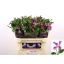product/img.floraplaza.nl/117009-70-LIVE_fotos-0x868BCE9CAD2EE1F8C838E046AEF291735D46E2CC.jpg