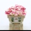 product/img.floraplaza.nl/117086-50-LIVE_fotos-0xF8D41FF8456DBD3103CFDB54A8A125ADFBE1626C.jpg