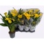 product/img.floraplaza.nl/117125-14-LIVE_fotos-0x7071F45F7CDFF3F5A103AB46441D10A01626D231.jpg