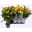 product/img.floraplaza.nl/117125-14-LIVE_fotos-0x8E9606100404389D9BAB06C00AF328E298CB4EA8.jpg