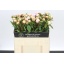 product/img.floraplaza.nl/117193-55-LIVE_fotos-0xDFAC372D6C7CBD191BEBFE939FF9035E38B2C1B4.jpg