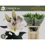 product/img.floraplaza.nl/117200-95-LIVE_fotos-0xBC186B180D19B7A6D63290A0B9E02F583EB6EED5.jpg