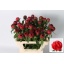 product/img.floraplaza.nl/117229-55-LIVE_fotos-0x2D308D4130521EB81C429BBDFE124F7D5BB71BF3.jpg
