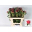 product/img.floraplaza.nl/117229-55-LIVE_fotos-0x8957C9EA0A37D204B3088855FF766A6CC6CB2B57.jpg