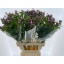 product/img.floraplaza.nl/117266-70-LIVE_fotos-0xF229D1F3C24985793E1CC140C7A9BC3891BC4F31.jpg