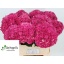product/img.floraplaza.nl/117272-80-LIVE_fotos-0x20D717610EE56A7B1B95B8E91C89AA4A24BD651A.jpg