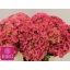 product/img.floraplaza.nl/117272-80-LIVE_fotos-0x4DC679C170F3E810F462127A746DB41ECDD578A4.jpg