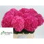 product/img.floraplaza.nl/117272-80-LIVE_fotos-0xAE5FC6368F50746E0B03FF5C4DEC621F49DF49DB.jpg