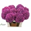 product/img.floraplaza.nl/117272-80-LIVE_fotos-0xEFBCF647F39645C2B6B0330E18E2C0441C7CBABE.jpg