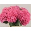 product/img.floraplaza.nl/117272-80-LIVE_fotos-0xF5470EE8960FDFF34DE09196FDE0C8268D65C7D8.jpg