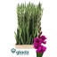 product/img.floraplaza.nl/117280-120-LIVE_fotos-0x20B4E9BB4A1F95AB157D31D0A185F9F42D47C35F.jpg