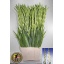 product/img.floraplaza.nl/117280-120-LIVE_fotos-0x75AA8FC84980FB5B0E5117DF35332BD94BDC3292.jpg