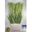 product/img.floraplaza.nl/117280-120-LIVE_fotos-0x79B3BF8D8F1D4584E3352046F32B3B875F51EF67.jpg