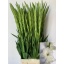 product/img.floraplaza.nl/117280-120-LIVE_fotos-0xCA3FA4310B859B26A3C481B857DFE9ED43C5C5E3.jpg