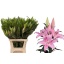 product/img.floraplaza.nl/117352-90-LIVE_fotos-0x90D59BD35AEE86C1B58B669CD4F62D31A923C979.jpg