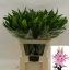 product/img.floraplaza.nl/117352-90-LIVE_fotos-0xC145D8098F3CDB061F15B2F63D7FC0F65F2F6AF8.jpg