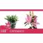 product/img.floraplaza.nl/117352-95-LIVE_fotos-0x6CF0EE4B01AC5BBC280B3358ABF00B8E3D3243C5.jpg
