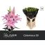 product/img.floraplaza.nl/117352-95-LIVE_fotos-0xB99986A9207306D21C25028BF2DFBC84231B6B4C.jpg