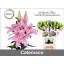 product/img.floraplaza.nl/117352-95-LIVE_fotos-0xF3EEDBD1B389CDA7A68988864FFD8395610233C8.jpg