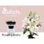 product/img.floraplaza.nl/117414-75-LIVE_fotos-0x111EC6BE76B909B99B4DBB60E0E7EFBD4EFC087E.jpg