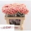 product/img.floraplaza.nl/117471-70-LIVE_fotos-0xF167D8B0A5C7707148B6B84901240E47CCB32458.jpg