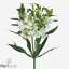 product/img.floraplaza.nl/117474-75-ART_Fotos-VBN-vbn117474.jpg