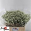 product/img.floraplaza.nl/117487-60-LIVE_fotos-0x1D6A0B89AC2816FBC1B31E5136421D448B693329.jpg