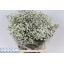 product/img.floraplaza.nl/117487-60-LIVE_fotos-0x6E755AE52BF0DB67BD464BC43CE38E1AC586920A.jpg