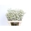product/img.floraplaza.nl/117487-60-LIVE_fotos-0xAB31F2ECAB771AFA30B48803A5588EF2B702BF62.jpg