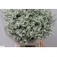 product/img.floraplaza.nl/117487-70-LIVE_fotos-0x31C6DFA61D13F29A78D1DCCA6A74219FCBAF0AB0.jpg