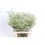 product/img.floraplaza.nl/117487-70-LIVE_fotos-0x95F6FB5071FC63DC6CE3BEB56F87C5278C432116.jpg