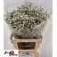 product/img.floraplaza.nl/117487-70-LIVE_fotos-0xA8E84C57BFF58BF407F639DDC9C5CF07837B031F.jpg