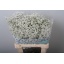 product/img.floraplaza.nl/117487-70-LIVE_fotos-0xB53C297AF245006C7AF7EE4037164B309F823D60.jpg