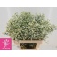 product/img.floraplaza.nl/117487-70-LIVE_fotos-0xB62C87AB8E5C6090C80B2498EEAE6F17F3E9FAD2.jpg