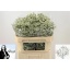 product/img.floraplaza.nl/117487-70-LIVE_fotos-0xB97ED81786135DD2B76485BC93FE662A68A872BC.jpg
