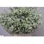 product/img.floraplaza.nl/117487-70-LIVE_fotos-0xBE9ECDFE1A0232D6A99782FE2F1A8A4761FF2260.jpg