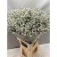 product/img.floraplaza.nl/117487-70-LIVE_fotos-0xEA8DF47E2171E783EA0A17BAE3354939D0CC65B4.jpg