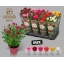 product/img.floraplaza.nl/117521-12-LIVE_fotos-0xC6DF0C5E75216B11D43E756C8B5C6773C7A97FD5.jpg