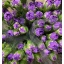 product/img.floraplaza.nl/117528-65-LIVE_fotos-0x346E4C42DB23809CDF295DF75B3AC7D7198BB4E3.jpg