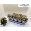 product/img.floraplaza.nl/117564-12-LIVE_fotos-0x3B098F0141BE94D3E7ACA8ED982D76229BA58C1C.jpg