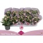 product/img.floraplaza.nl/117564-510-LIVE_fotos-0x1D9242F51702831D841ABED4A9807F989C76D734.jpg
