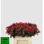product/img.floraplaza.nl/117608-60-LIVE_fotos-0x46BEE3D1D8F57F407E2D78DBF935EFF6B03AFF07.jpg