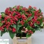 product/img.floraplaza.nl/117608-60-LIVE_fotos-0xB9689AC7913A8E2041790B46D07F5457452D6A88.jpg