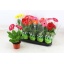 product/img.floraplaza.nl/11762-12-LIVE_fotos-0x840C954E717784691BCB158D4A7777373D4C543A.jpg