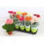 product/img.floraplaza.nl/11762-12-LIVE_fotos-0xACF6F9CC6CCD986D67923037BD84FA70CCD4EEAB.jpg