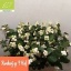 product/img.floraplaza.nl/117644-60-LIVE_fotos-0x89839CCADBF7CCDAEC7F5E93BECF14C3235ECBD0.jpg