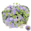 product/img.floraplaza.nl/117660-55-LIVE_fotos-0x21746B109A3B31D0C4F86A3F17A8835CB87FD1D7.jpg