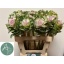 product/img.floraplaza.nl/117672-60-LIVE_fotos-0xDEBCDC96A2DF518F08434ED2EB63D3F5777CCAAD.jpg