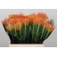 product/img.floraplaza.nl/117751-40-LIVE_fotos-0xA5EDCAF8C7A28A350CB4ED07D0F101ADB4BE821F.jpg